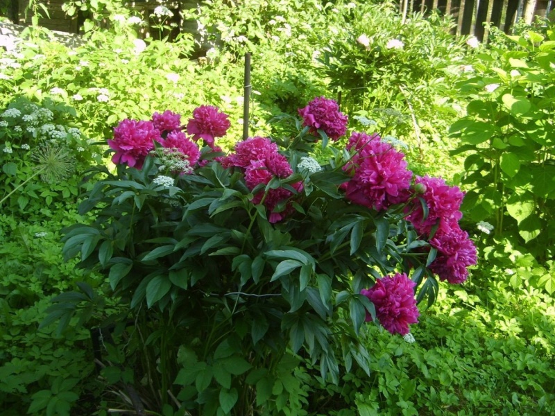 2-этажный дом, 80 м²